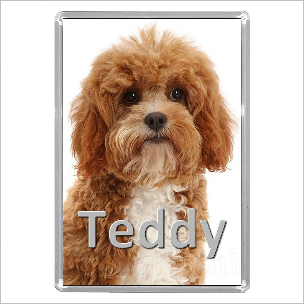 Personalised CAVAPOO DOG Jumbo Acrylic Fridge Magnet