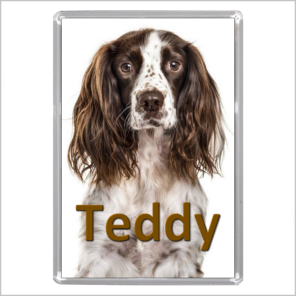 Personalised SPRINGER SPANIEL DOG Jumbo Acrylic Fridge Magnet - TWO DESIGNS AVAILABLE